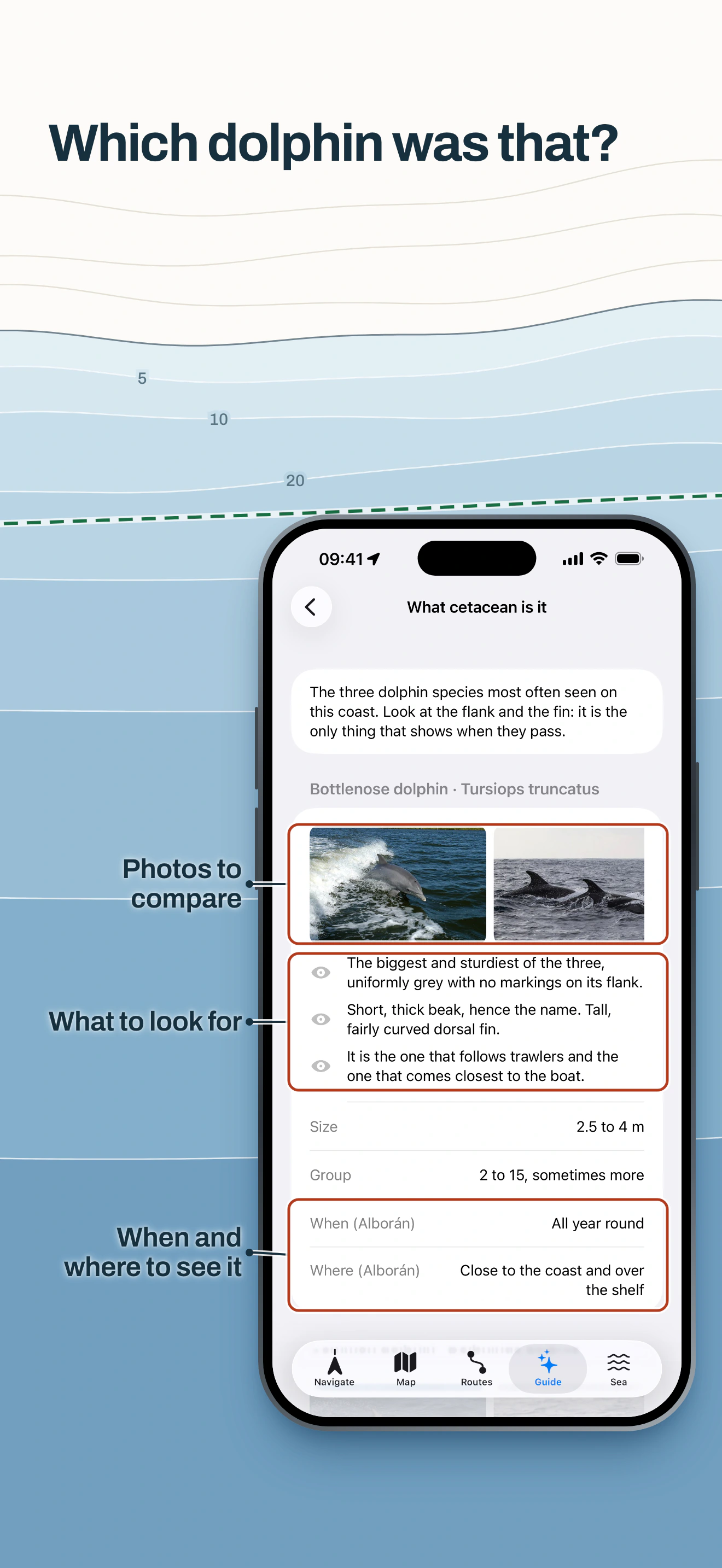 Embarca cetacean guide: bottlenose dolphin card with photos to compare, what to look for, size, when and where to see it