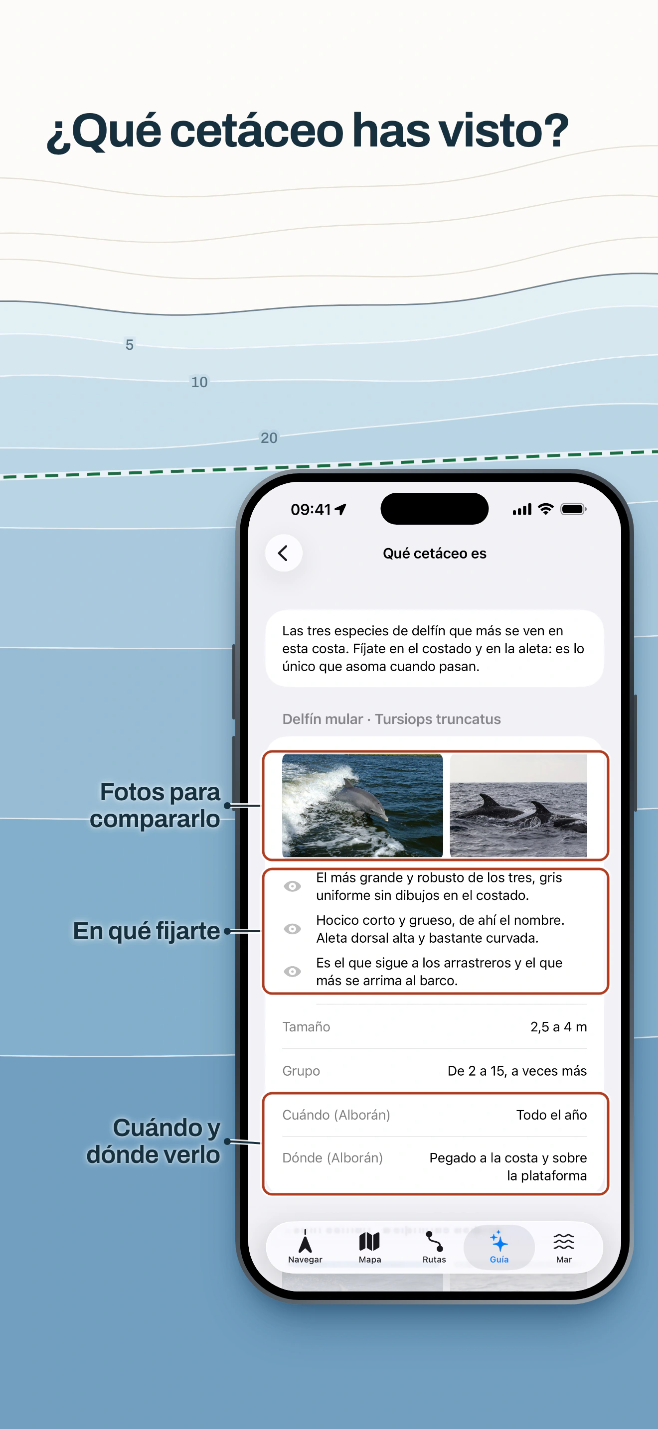 Guía de cetáceos de Embarca: ficha del delfín mular con fotos para comparar, en qué fijarse, tamaño, cuándo y dónde verlo