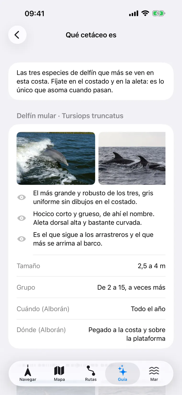Ficha «Qué cetáceo es» de Embarca con fotos del delfín mular y cómo distinguirlo